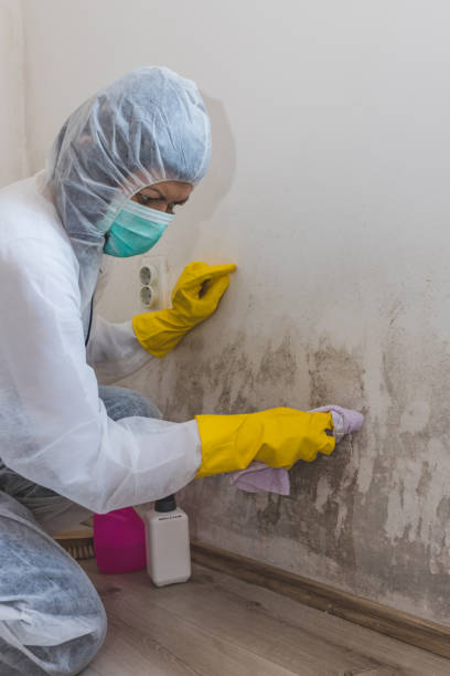 Best Basement Mold Removal  in Hopkins, MN